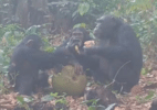 Origem da celebração? Macacos consomem álcool em grupo